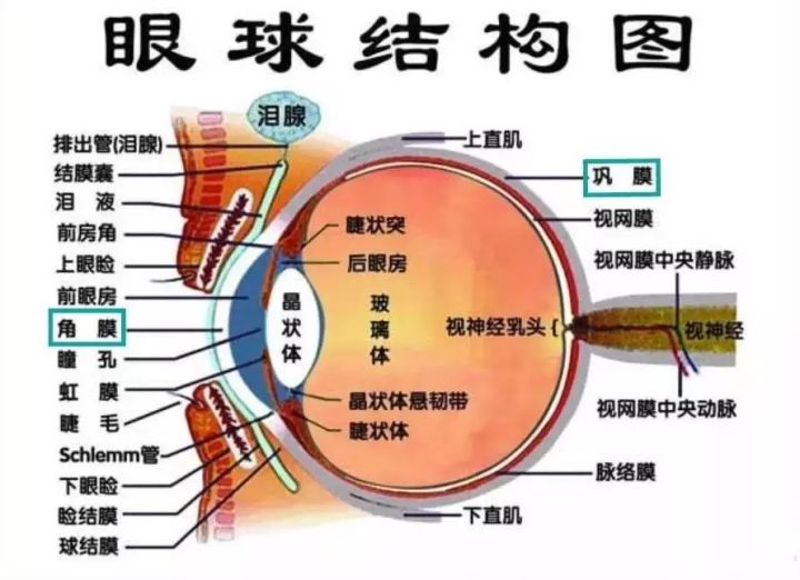 眼皮老跳是怎麼回事兒?_左眼皮老跳是怎麼回事_左眼皮晚上十點左右跳