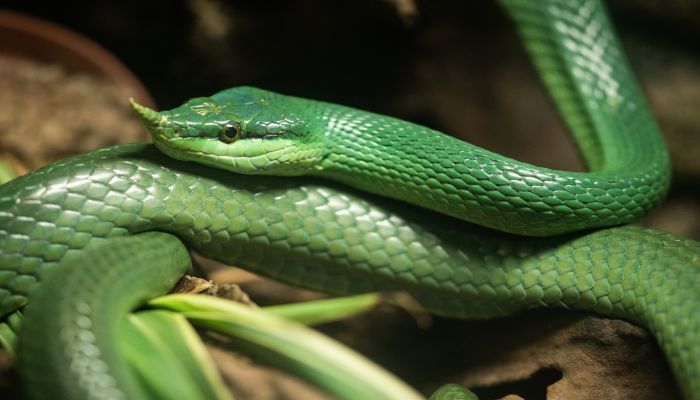 膽小怕事的動物是_膽小怕人是什麼生肖_什麼動物膽小又怕事