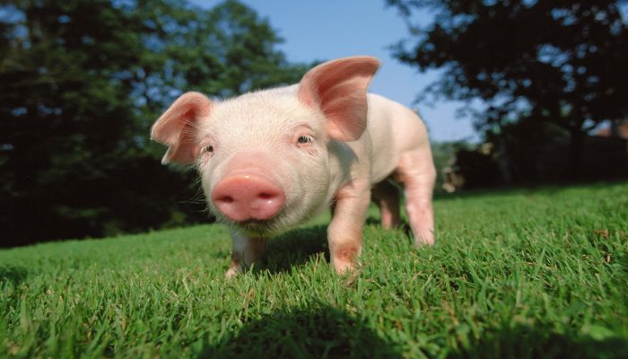 膽小怕人是什麼生肖_什麼動物膽小又怕事_膽小怕事的動物是