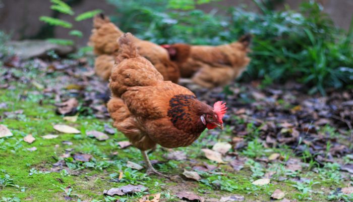 膽小怕人是什麼生肖_什麼動物膽小又怕事_膽小怕事的動物是