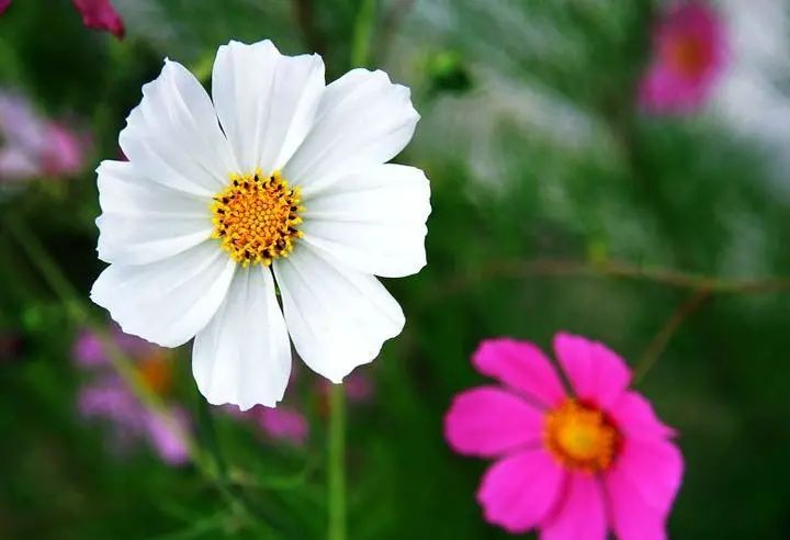 5月初，緣分與桃花紅鸞星動，真愛突然降臨身邊的四個生肖