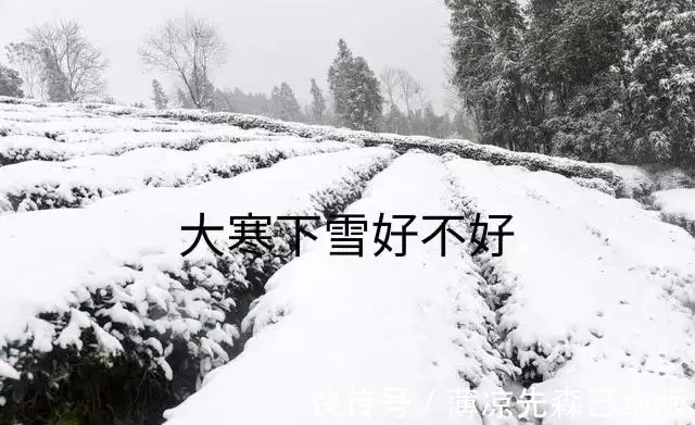 大寒將至，河南下雪模式開啟！大寒下雪好不好？看看農諺就知道