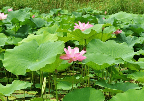 吉星_日子如何和屬相對照_日子屬相查詢