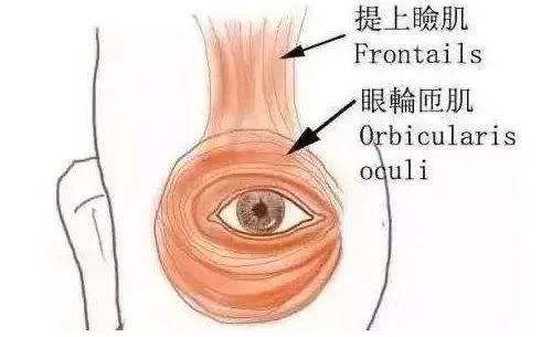 左眼皮一直跳是怎麼回事