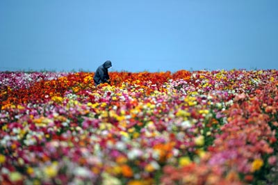 居室桃花運風水