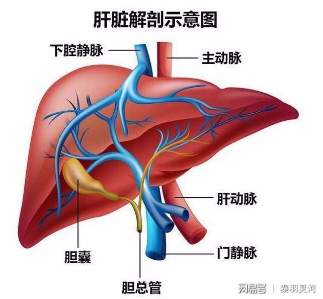 掌紋健康線發紅_掌紋與健康_掌紋健康線反應的疾病