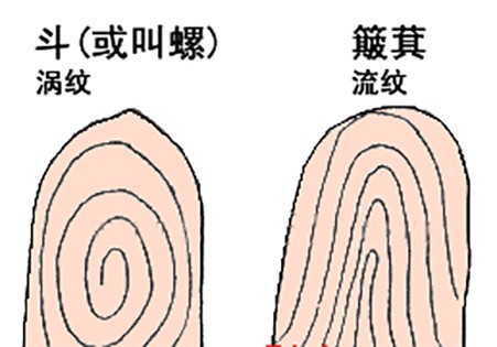 指紋算命圖解（詳細分析）