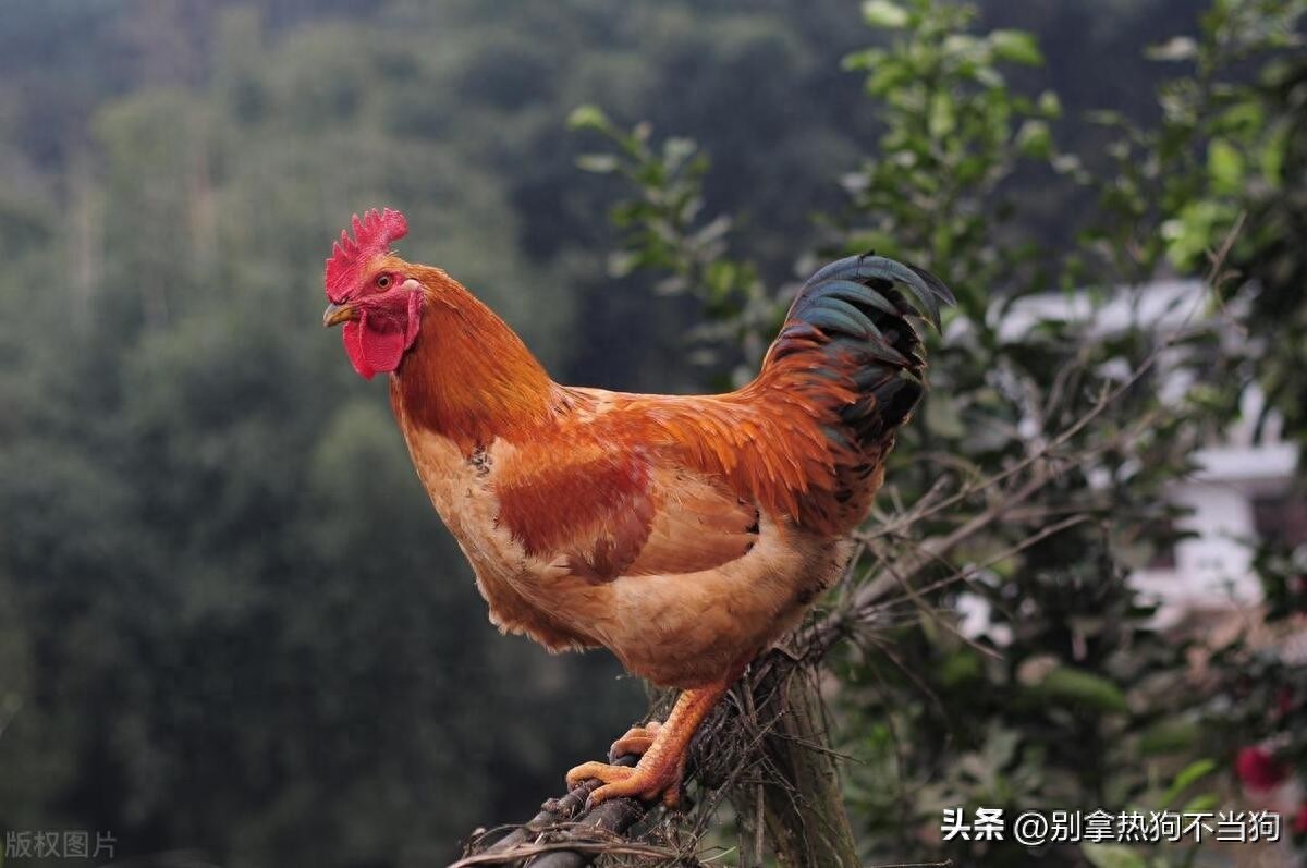 雞屬於什麼類動物_雞屬於鳥類嗎_屬雞