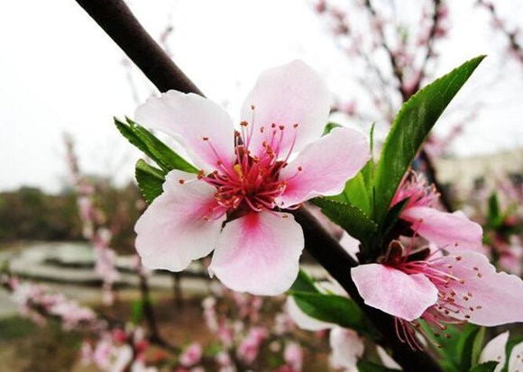 八字帶兩桃花怎麼樣