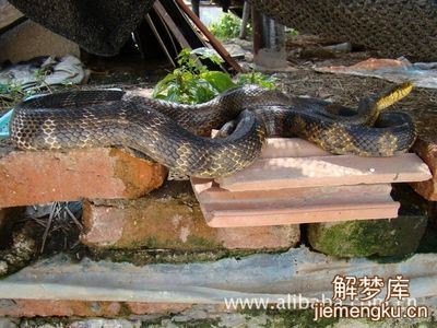 夢見蛇死了是什麼意思