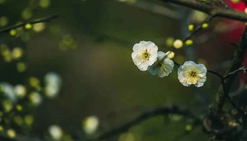 驚蟄時節解《易經》大壯卦