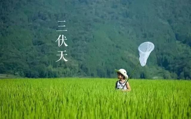 “夏至三庚數頭伏”，今年什麼時候開始入伏？什麼時候最熱？