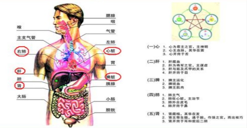 五行健康體操mp4_五行健康體操高清視頻下載_五行與健康