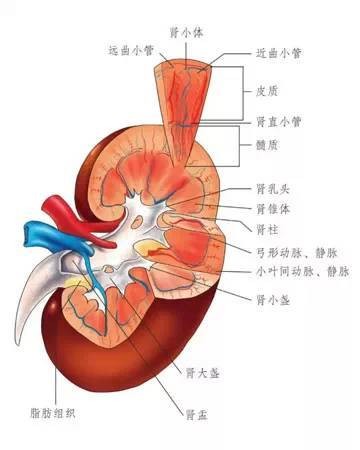 五行健康體操下載_五行健康體操mp3免費下載_五行與健康