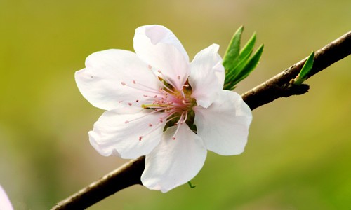 八字算命：桃花與十神的關系