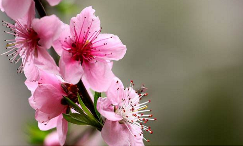 八字算桃花_八字婚配，桃花知識_八字算桃花