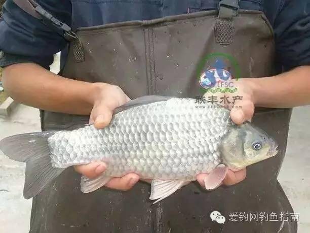 放生功德_放生功德甘露法雨_放生河蝦功德