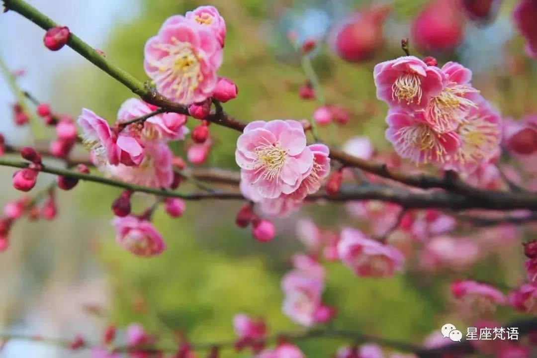 桃花運什麼意思 桃花運是什麼意思