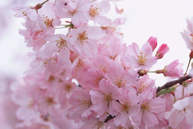 生辰八字測正緣桃花_免費算正緣桃花_正緣桃花運