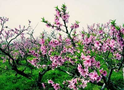 正緣桃花運_生辰八字測正緣桃花_免費算正緣桃花