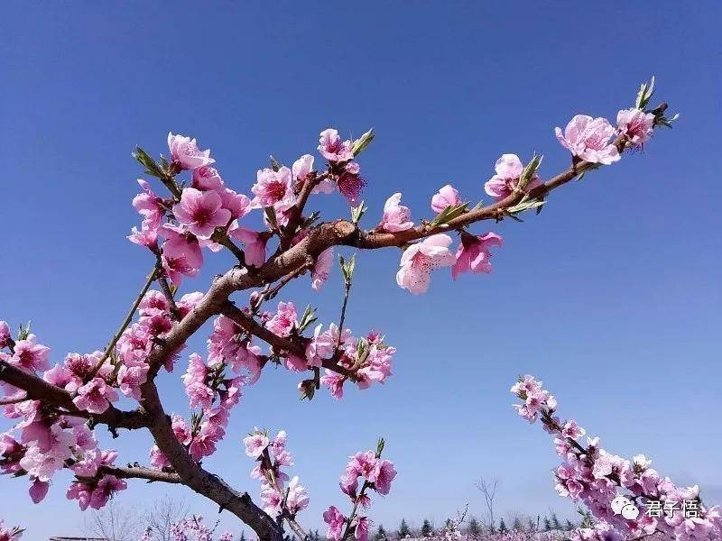 正緣桃花運_生辰八字測正緣桃花_免費算正緣桃花