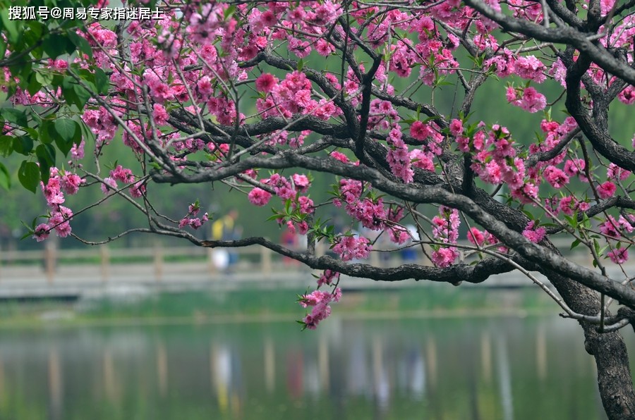 八字四桃花運