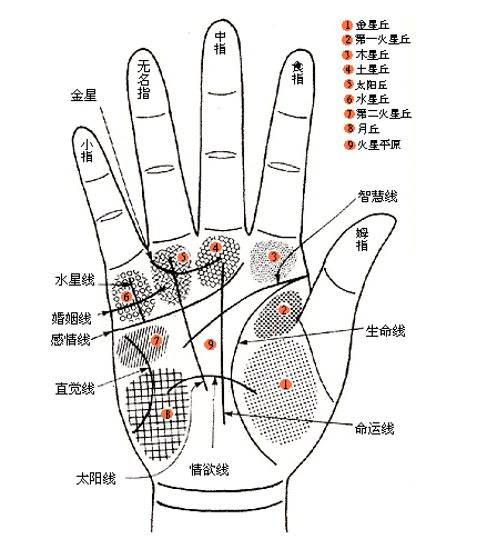 女孩子手掌厚代表什麼_女人手掌厚_女人手掌厚
