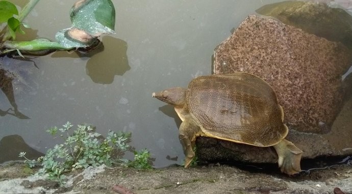 放生甲魚的十種功德