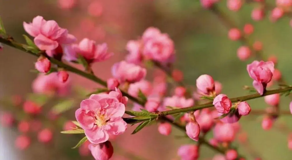 犯爛桃花是什麼意思_命裏犯桃花是什麼意思_命犯桃花什麼意思