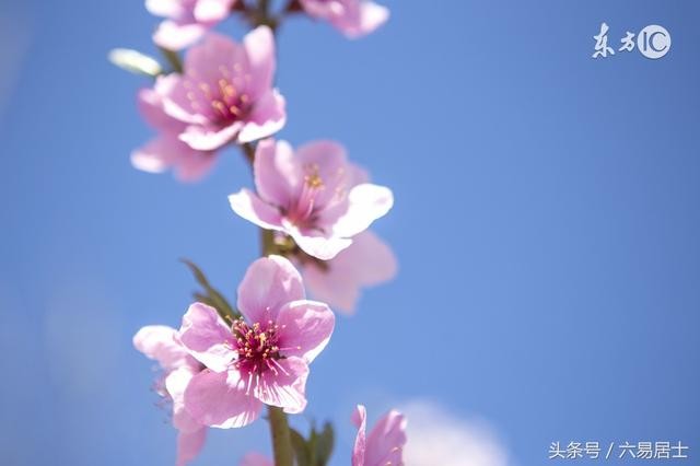 命裏犯桃花是什麼意思_犯爛桃花是什麼意思_命犯桃花什麼意思