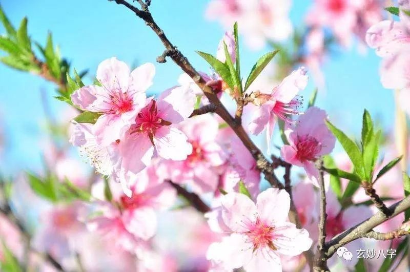 命犯桃花什麼意思_命裏犯桃花是什麼意思_犯爛桃花是什麼意思