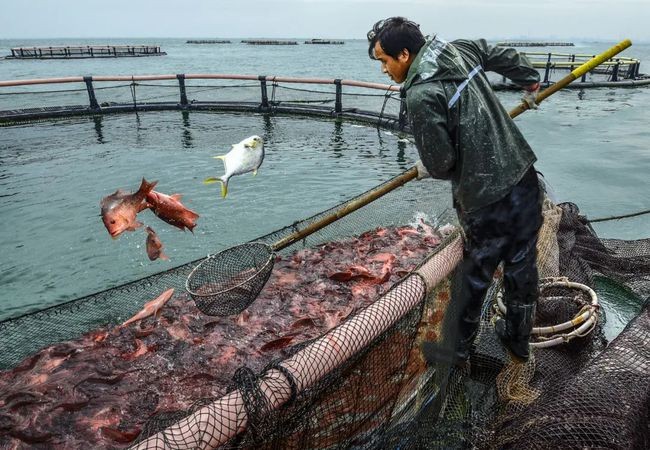 周公解夢 夢見魚