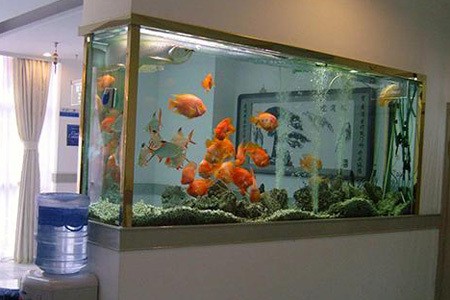 養金魚有什麼講究-養金魚有什麼好處-養金魚有什麼風水講究