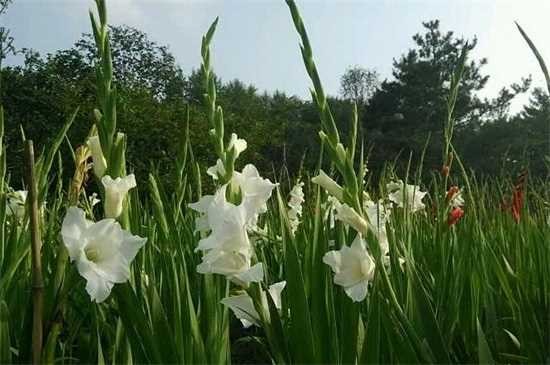 代表著勇氣與堅強的植物：波斯菊 九裏香