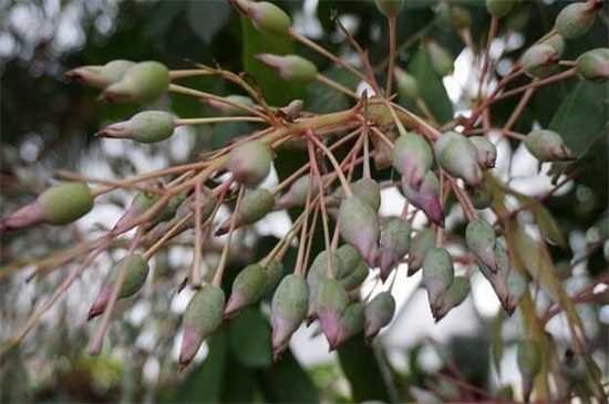 代表著勇氣與堅強的植物：波斯菊 九裏香