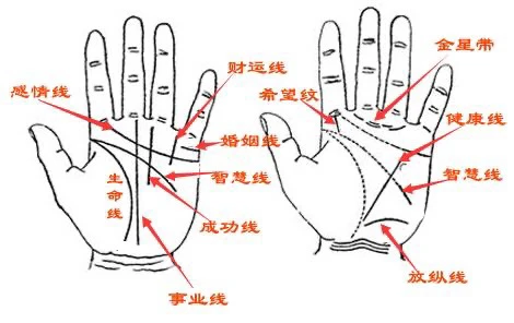 掌紋_掌紋圖解_掌紋圖