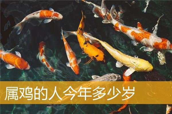 屬雞的人今年多少歲