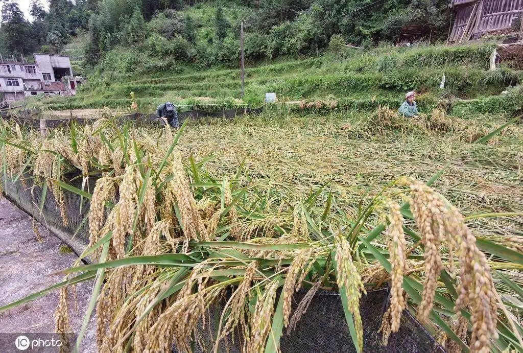 處暑是什麼意思處暑_處暑處的意思_處暑的意思