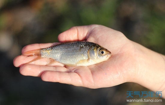 夢見抓魚是什麼征兆