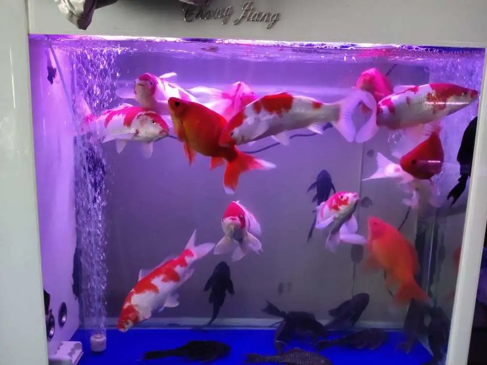 風水魚_商店風水物品魚_招財魚風水