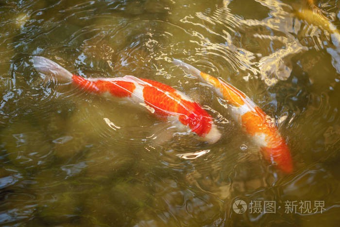 商店風水物品魚_招財魚風水_風水魚