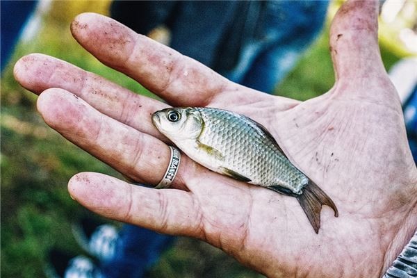 夢見自己用手抓到活魚_夢見手裏提著魚活魚_夢見拿一條魚在手上