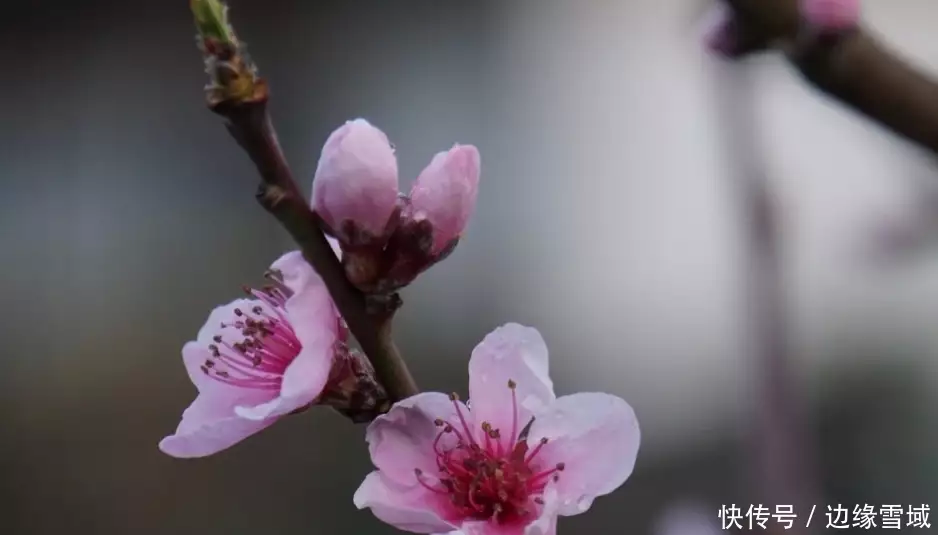 3月，月老牽紅線，桃花助情緣，3大生肖理不清，愛情亂，喜回頭