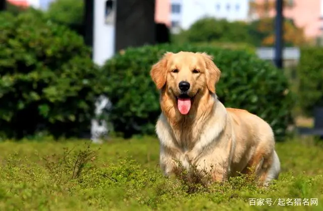 寵物可愛名字呆萌2個字_可愛寵物名字_寵物可愛名字食物