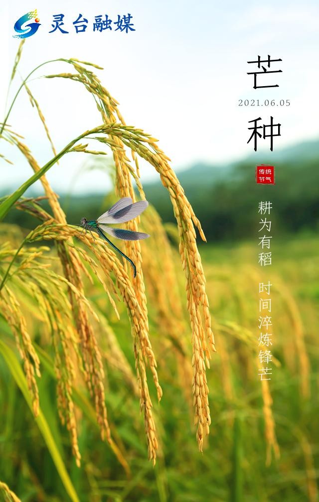 芒種吃什麼_芒種雜誌_芒種節