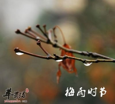 草莓采摘季節是什麼時候_百香果季節是什麼時候_梅雨季節是什麼時候