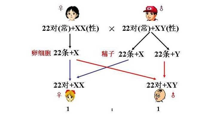 姓歸_l姓男星和w姓女星_姓曾和那些姓是一個姓