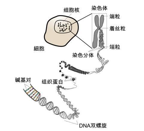 l姓男星和w姓女星_姓曾和那些姓是一個姓_姓歸