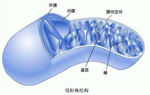 從科學角度來講，隨母姓更利於認祖歸宗和避免近親雜交