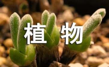 家庭植物擺放與風水